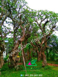 Pohon Kamboja Fosil