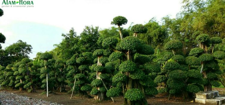 JUAL BONSAI DOLAR/BERINGIN KOREA UNTUK TAMAN BONSAI DOLAR/BERINGIN KOREA